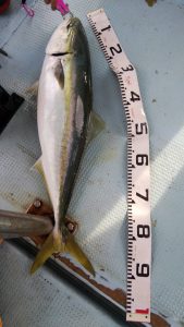 恵比寿丸（兵庫） 釣果