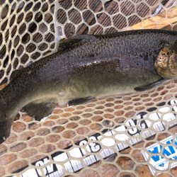 フィッシングレイクたかみや 釣果