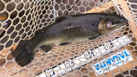 フィッシングレイクたかみや 釣果