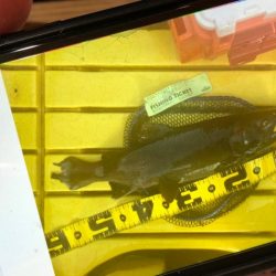 フィッシングレイクたかみや 釣果