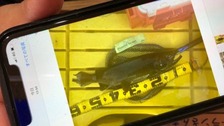 フィッシングレイクたかみや 釣果