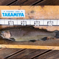 フィッシングレイクたかみや 釣果