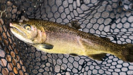 フィッシングレイクたかみや 釣果