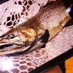 フィッシングレイクたかみや 釣果