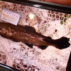 フィッシングレイクたかみや 釣果