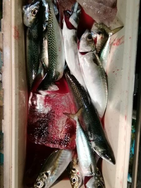 松福丸 釣果