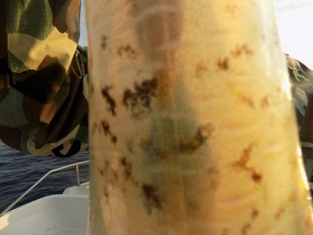 フィッシングボート空風(そらかぜ) 釣果