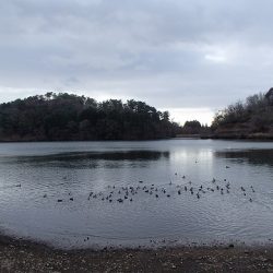 志高湖フィッシング 釣果