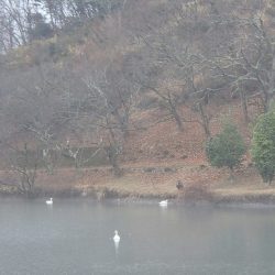 志高湖フィッシング 釣果