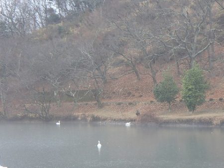 志高湖フィッシング 釣果