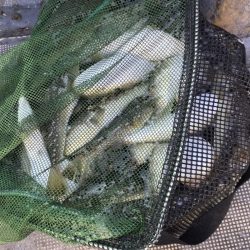 FISHING RISKY 釣果