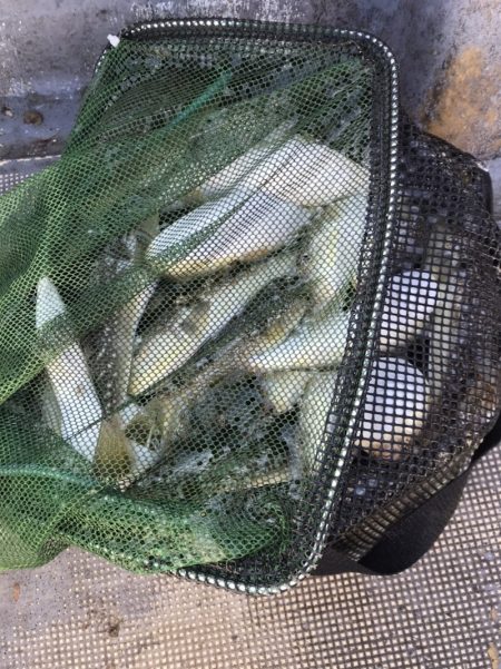 FISHING RISKY 釣果