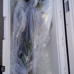 第二龍勢丸 釣果