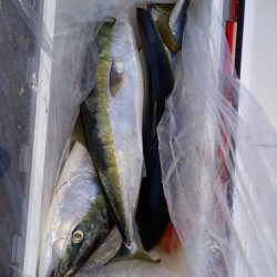 第二龍勢丸 釣果