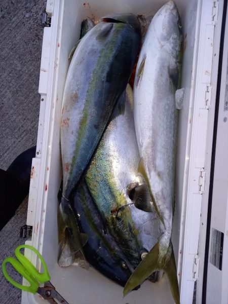 第二龍勢丸 釣果