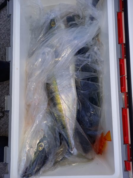 第二龍勢丸 釣果