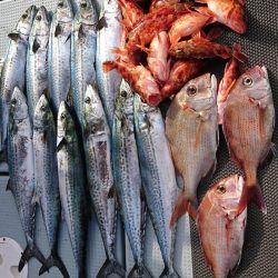 遊漁船 家入 釣果