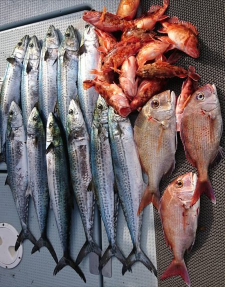 遊漁船　家入 釣果