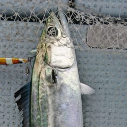 遊漁船 家入 釣果