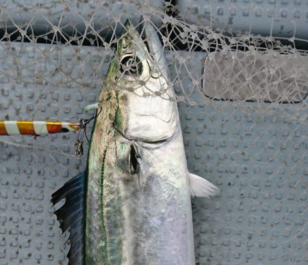 遊漁船　家入 釣果