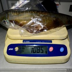 South Current 釣果