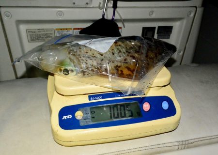 South Current 釣果