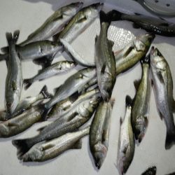 TOPGUN名古屋 釣果