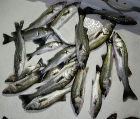 TOPGUN名古屋 釣果