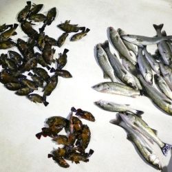 TOPGUN名古屋 釣果