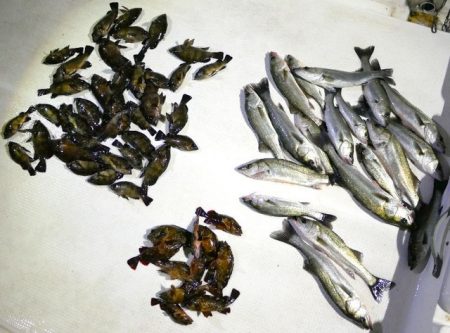 TOPGUN名古屋 釣果