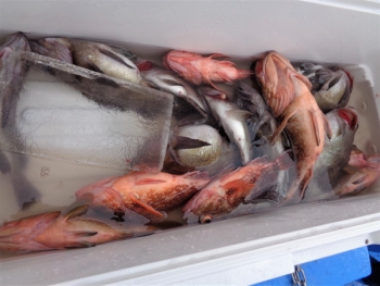 鯛紅丸 釣果