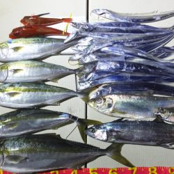 Hit Rush(ヒット ラッシュ) 釣果