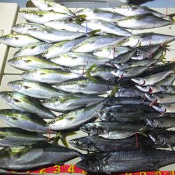 Hit Rush(ヒット ラッシュ) 釣果