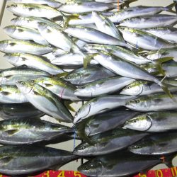 Hit Rush(ヒット ラッシュ) 釣果