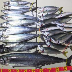 Hit Rush(ヒット ラッシュ) 釣果