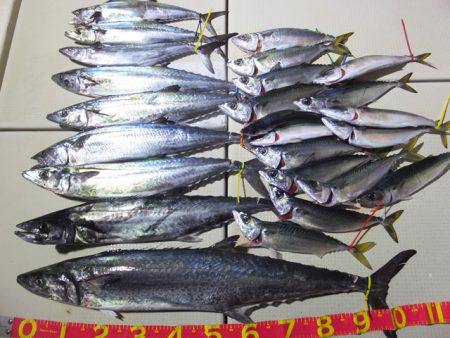 Hit Rush(ヒット ラッシュ) 釣果