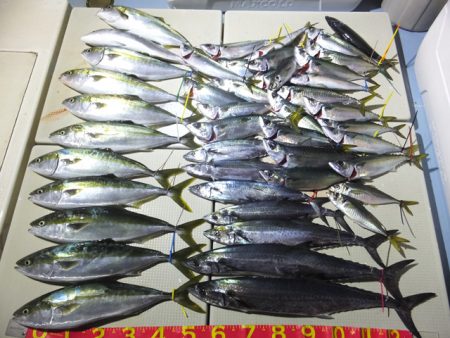 Hit Rush(ヒット ラッシュ） 釣果…