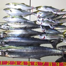 Hit Rush(ヒット ラッシュ) 釣果