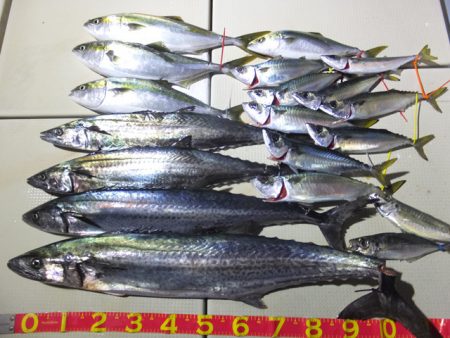 Hit Rush(ヒット ラッシュ) 釣果