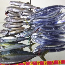 Hit Rush(ヒット ラッシュ) 釣果