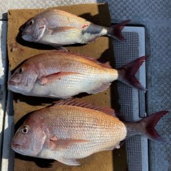 釣船 浦島太郎 釣果