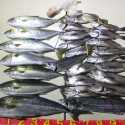 Hit Rush(ヒット ラッシュ) 釣果