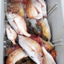 釣船 浦島太郎 釣果