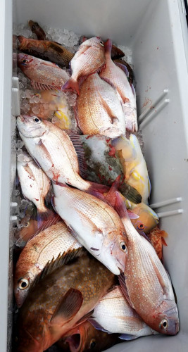 釣船 浦島太郎 釣果