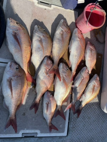 釣船 浦島太郎 釣果