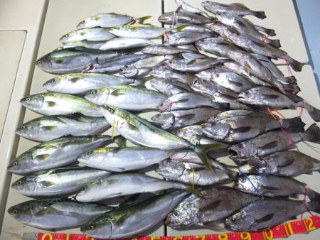 Hit Rush(ヒット ラッシュ） 釣果…