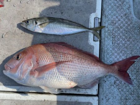 釣船 浦島太郎 釣果
