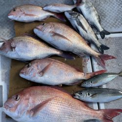 釣船 浦島太郎 釣果