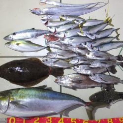 Hit Rush(ヒット ラッシュ) 釣果