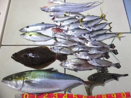 Hit Rush(ヒット ラッシュ) 釣果